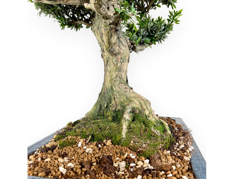 Bonsai di podocarpo da 71 cm | Vaso rettangolare blu
