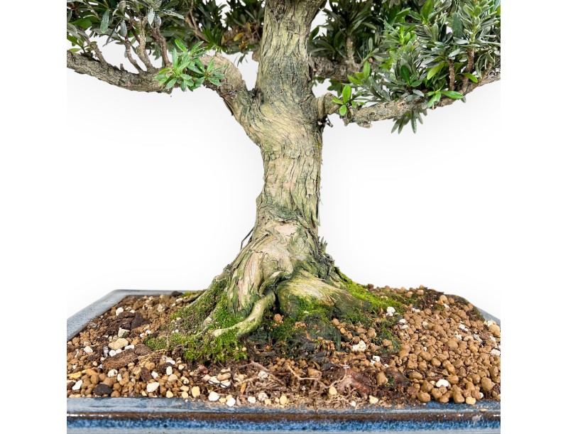 Podocarpus bonsái de 71 cm | Maceta rectangular azul