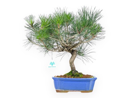 Bonsai di Pinus thunbergii da 49 cm | Vaso rettangolare blu