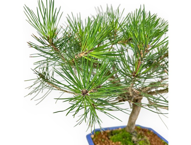 Pinus thunbergii bonsai 41 cm | Rectangular stoneware pot 2