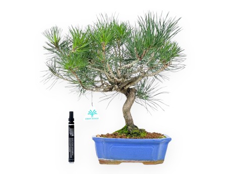 Bonsai di Pinus thunbergii da 49 cm | Vaso rettangolare blu