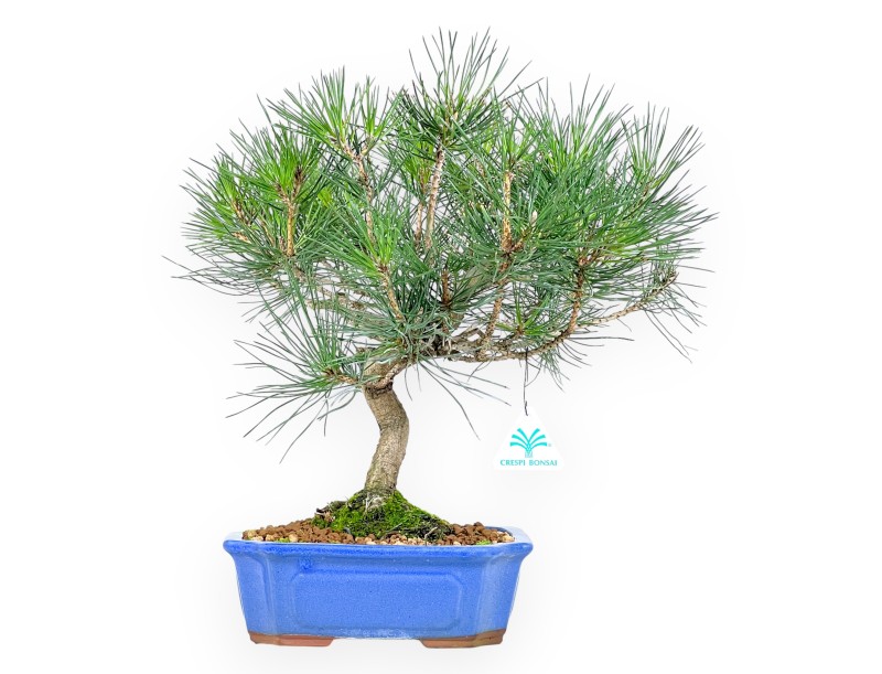 Pinus thunbergii bonsai 41 cm | Rechthoekige blauw pot