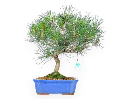 Pinus thunbergii bonsai 41 cm | Rectangular stoneware pot
