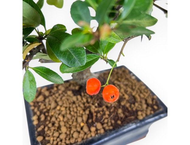 Bonsai di Pyracantha da 30 cm | Vaso rettangolare blu 2