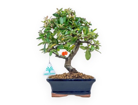 Pyracantha bonsai 30 cm | Maceta rectangular azul