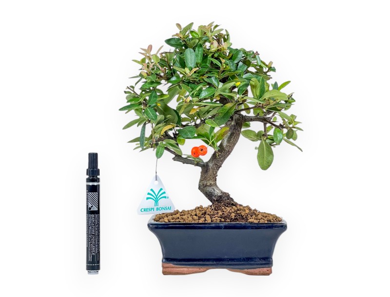 Pyracantha bonsai 30 cm | Maceta rectangular azul