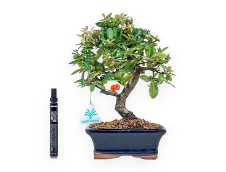 Pyracantha bonsai 30 cm | Maceta rectangular azul