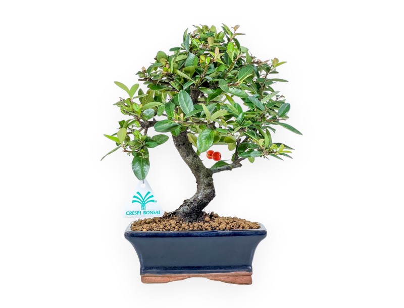 Pyracantha bonsai 30 cm | Maceta rectangular azul