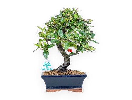 Pyracantha bonsai 30 cm | Maceta rectangular azul