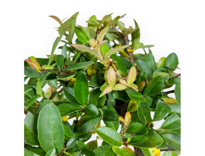 Pyracantha bonsai 30 cm | Maceta rectangular azul