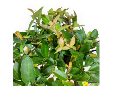 Pyracantha bonsai 30 cm | Maceta rectangular azul