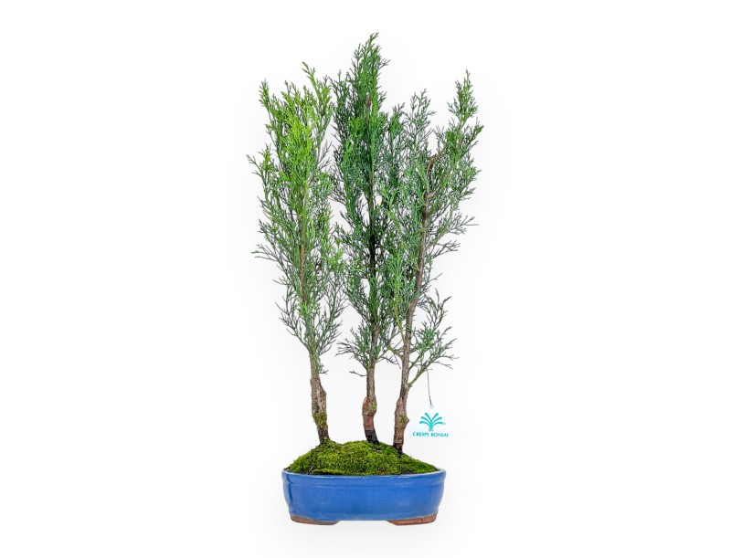 Cypress bonsai 53 cm | Blue oval pot