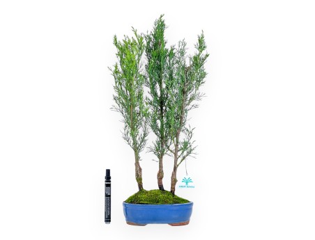 Bonsai di Cipresso da 53 cm | Vaso ovale blu