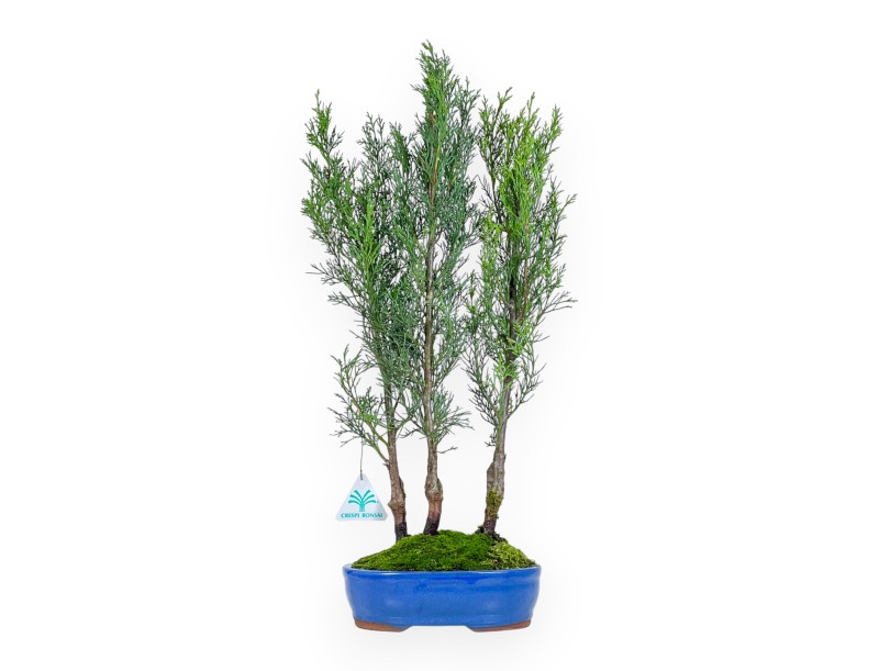 Cipres bonsai 41 cm | Ovaal blauw pot