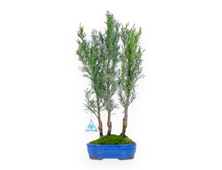 Cipres bonsai 41 cm | Ovaal blauw pot