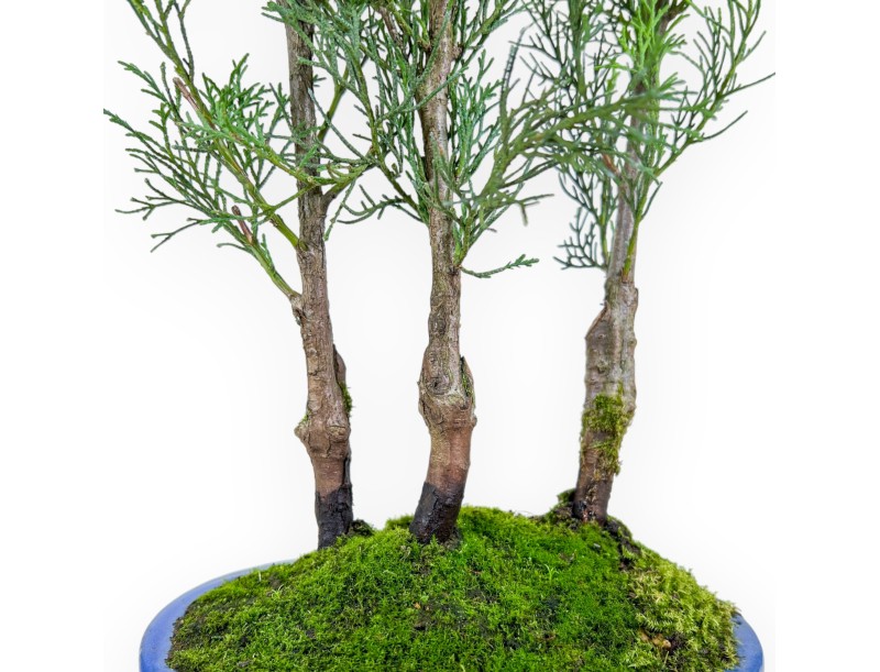 Cipres bonsai 41 cm | Ovaal blauw pot