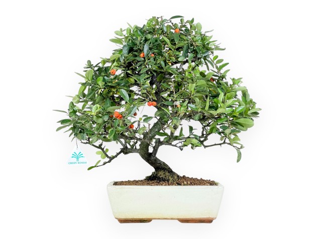 Bonsai di Pyracantha da 45 cm | Vaso rettangolare beige