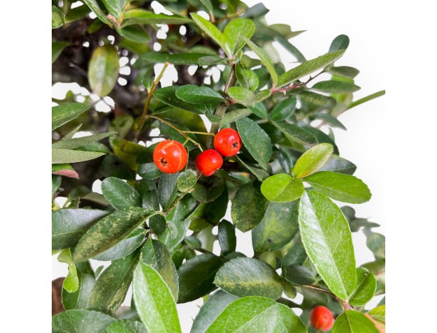 Bonsai di Pyracantha da 45 cm | Vaso rettangolare beige 2