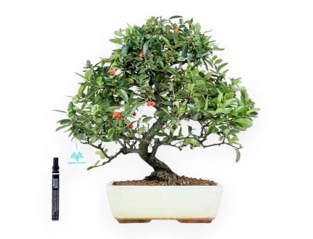 Pyracantha bonsai 45 cm | Maceta rectangular beige