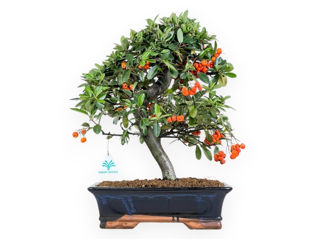 Bonsai di Pyracantha da 45 cm | Vaso rettangolare blu