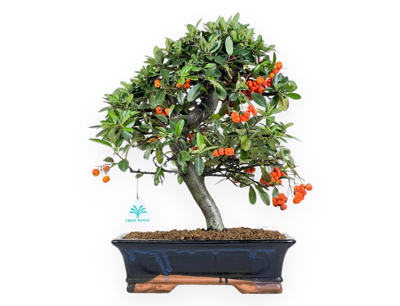 Pyracantha Bonsai von 45 cm | Blau rechteckiger Topf