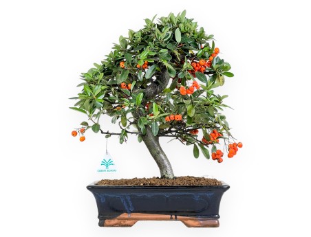 Pyracantha Bonsai von 45 cm | Blau rechteckiger Topf