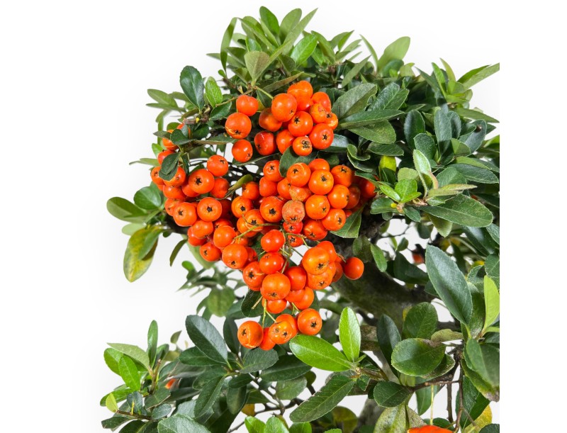 Pyracantha Bonsai von 45 cm | Blau rechteckiger Topf