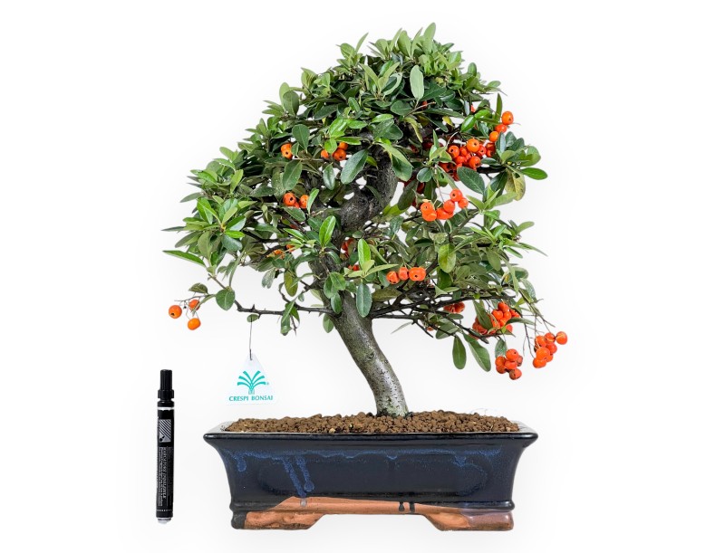 Pyracantha Bonsai von 45 cm | Blau rechteckiger Topf