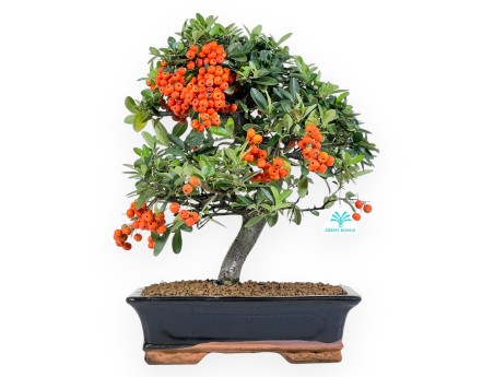 Pyracantha Bonsai von 45 cm | Blau rechteckiger Topf