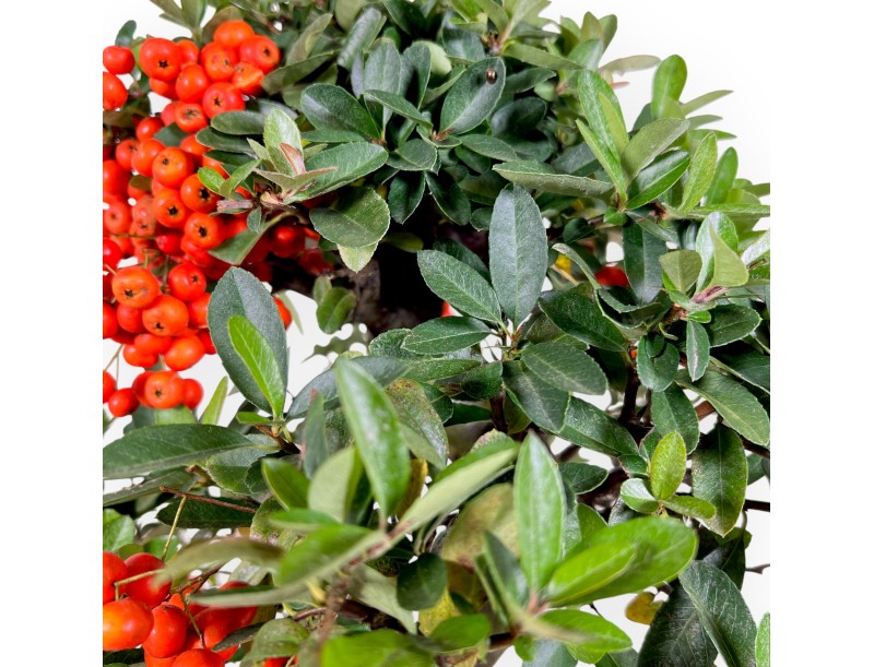 Pyracantha Bonsai von 45 cm | Blau rechteckiger Topf