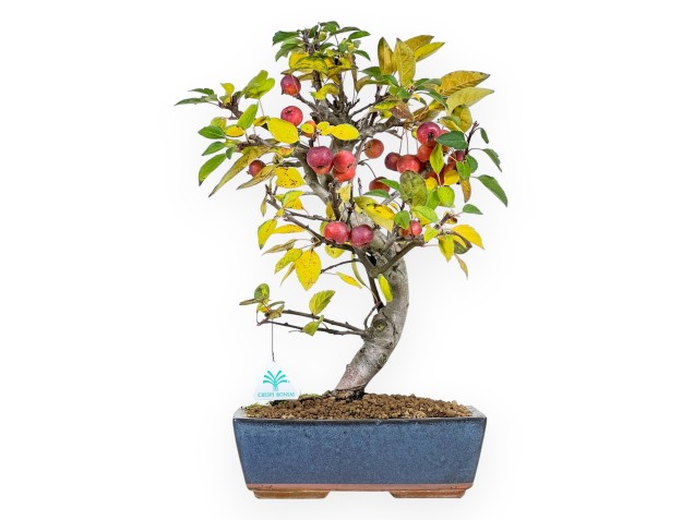 Bonsái de manzano de 48 cm | Maceta rectangular azul