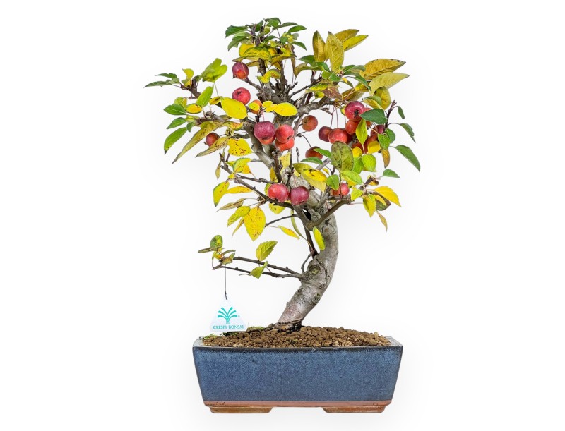 Appelboom bonsai van 48 cm | Blauw rechthoekige pot