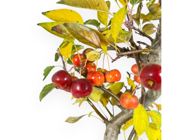 Appelboom bonsai van 48 cm | Blauw rechthoekige pot 2
