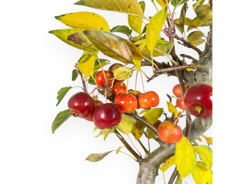 Apfelbaum Bonsai von 48 cm | Rechteckiger blau Topf