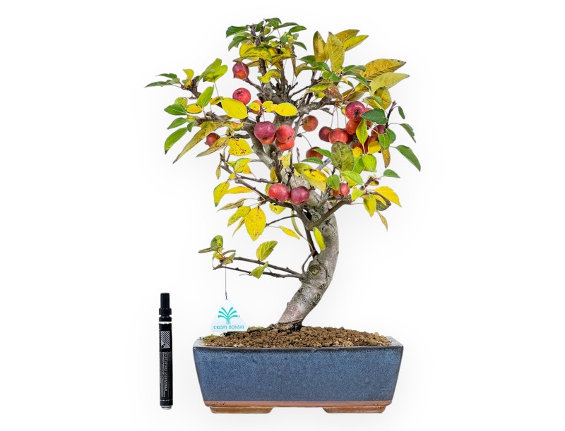 Apfelbaum Bonsai von 48 cm | Rechteckiger blau Topf