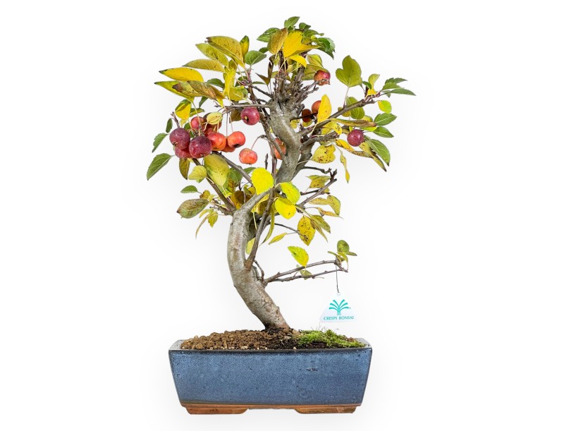 Appelboom bonsai van 48 cm | Blauw rechthoekige pot