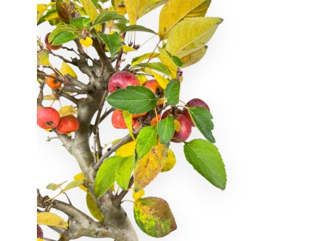 Apple tree bonsai 48 cm| Blue rectangular pot
