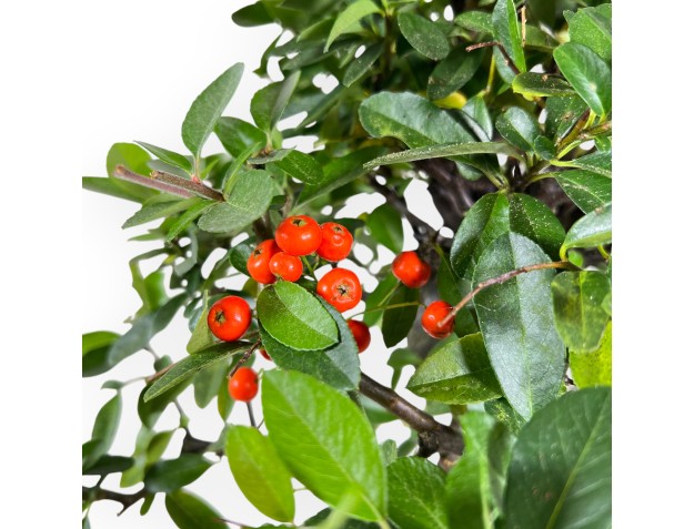Bonsai di Pyracantha da 46 cm | Vaso rettangolare beige 2