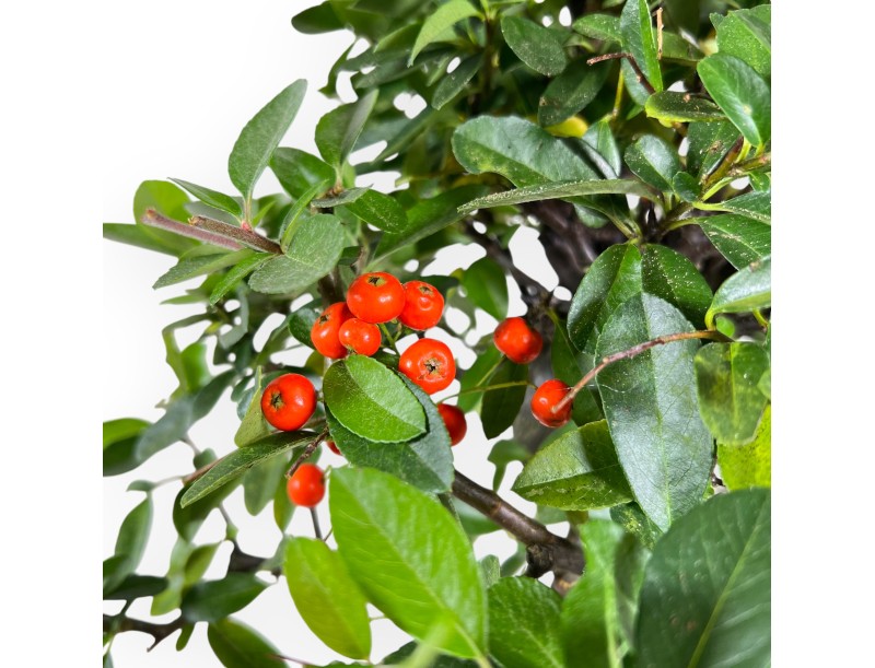 Pyracantha bonsai 46 cm | Maceta rectangular beige