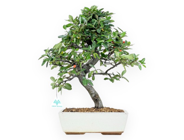 Bonsai di Pyracantha da 46 cm | Vaso rettangolare beige