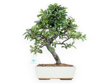 Pyracantha bonsai 46 cm | Maceta rectangular beige