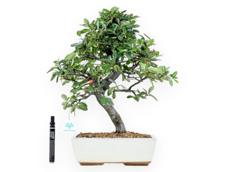 Pyracantha bonsai 46 cm | Maceta rectangular beige