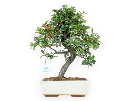 Pyracantha bonsai 46 cm | Maceta rectangular beige