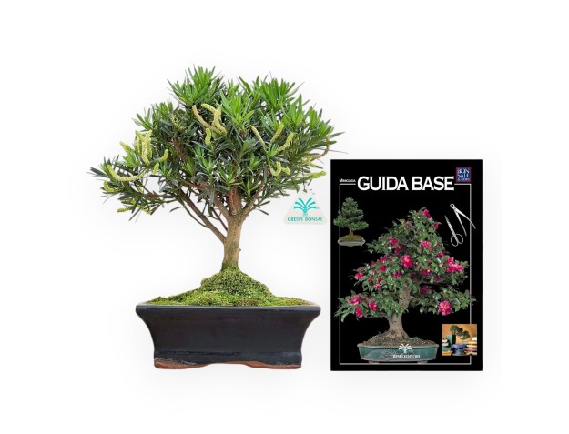 Podocarpus Macrophylla - Podocarp - 33 cm 2