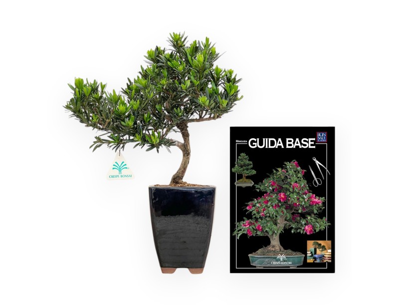 Podocarpus Macrophylla - Podocarp - 37 cm