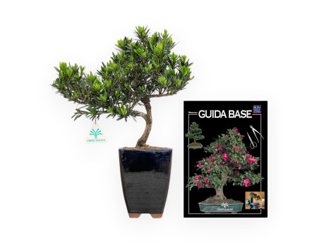 Podocarpus Macrophylla - Podocarp - 37 cm