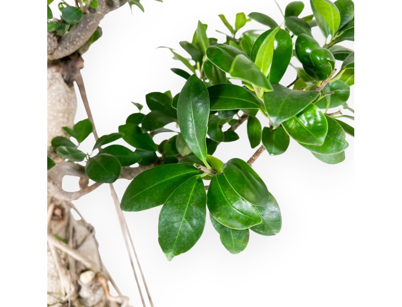 Ficus bonsái de 93 cm | Maceta rectangular de gres