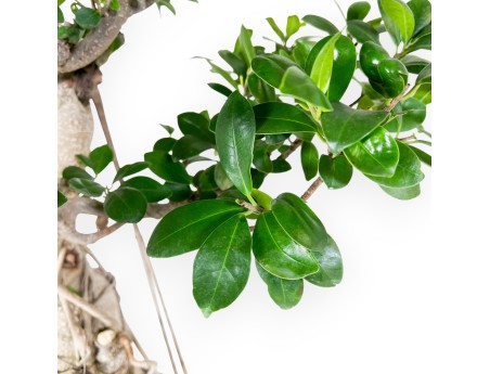 Ficus bonsái de 93 cm | Maceta rectangular de gres