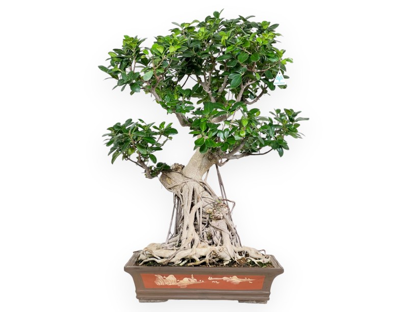 Ficus bonsái de 93 cm | Maceta rectangular de gres