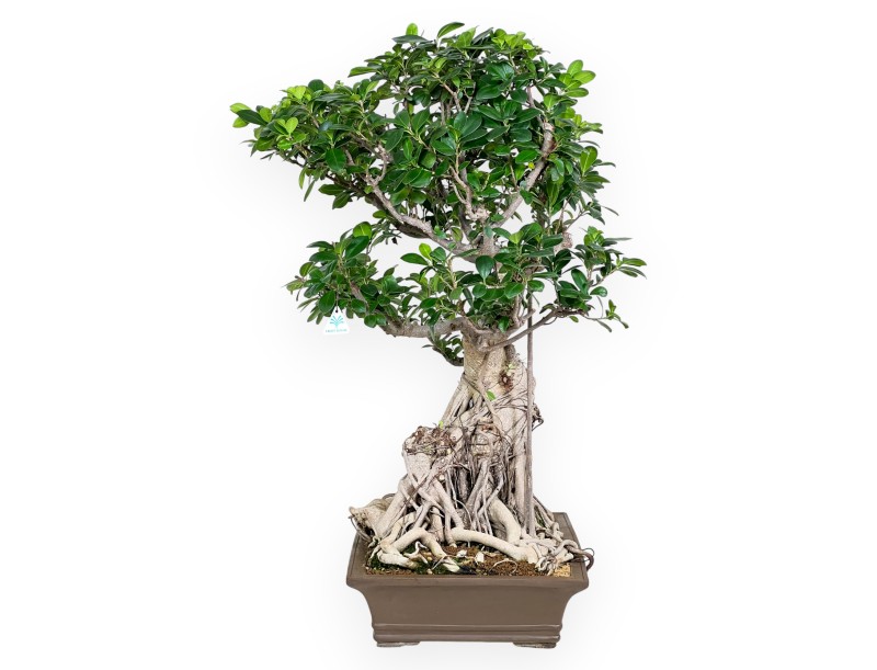 Ficus bonsái de 93 cm | Maceta rectangular de gres